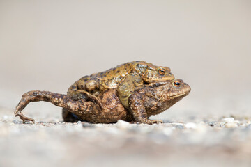 A male and female common toad (Bufo bufo) during migration crossing the street