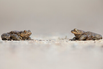 A common toad (Bufo bufo) during migration crossing the street