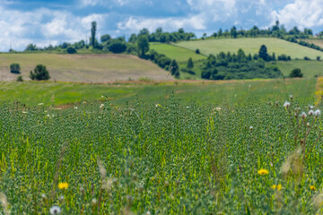 field of grass and sky