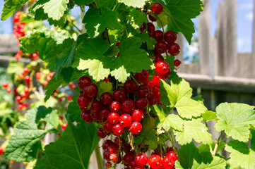 Red Ribes.