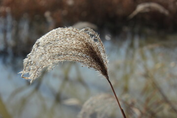 a close-up reed shaken by the wind