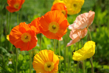 Fototapeta premium Pavots lumineux au printemps au jardin