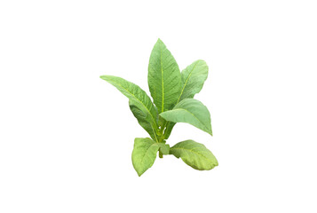 Isolated young and fresh tobacco plant with clipping paths.