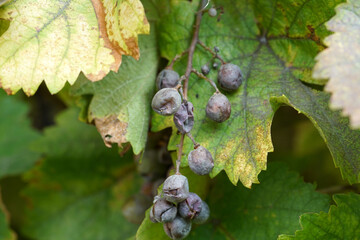 Closeup shot of rotten grapes - black rot grapes, a grape disease