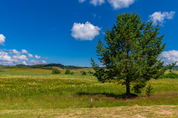 landscape with trees