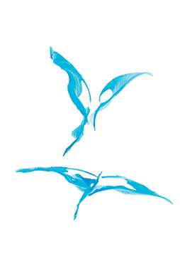 Azure swans with spread wings in water spray