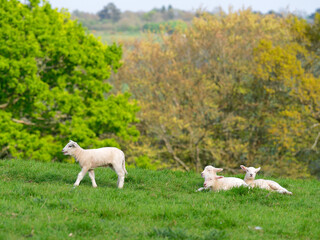 Obraz premium OLYMPUS DIGITAL CAM