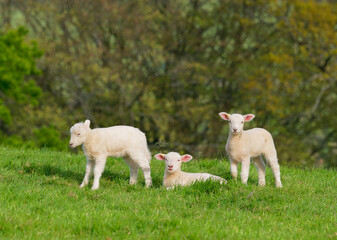 Obraz premium OLYMPUS DIGITAL CAMERA