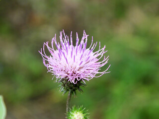 紫色のアザミ