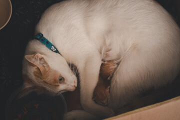 A cat cuddling with a kitten in a box