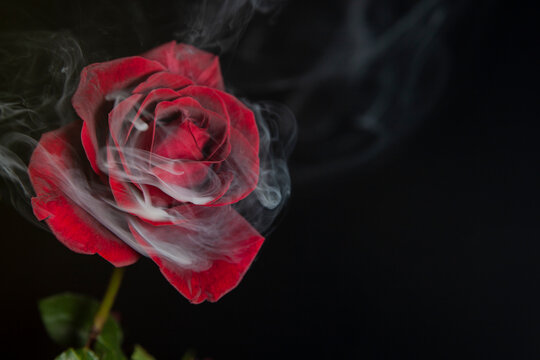 image of flower smoke dark background 