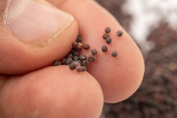 dried turnip seed in a hand close-up view, Brassica rapa seeds