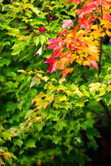 Maple tree starting to turn colors in autumn