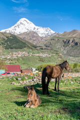 Fototapeta na wymiar A foal and its mother. Stepantsminda (Kazbegi), Georgia. 