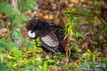 Wild turkey (Meleagris gallopavo) preening its feathers in a Wisconsin forest