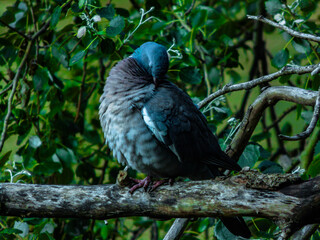 A pigeon cleaning itself on a tree branch
-----------
Una paloma limpiándose en la rama de un árbol. 