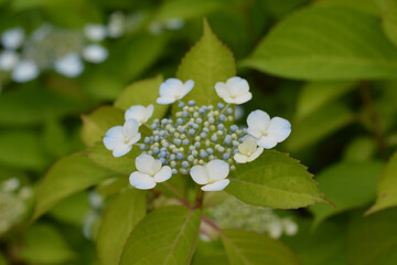 あじさい　水色のあじさい