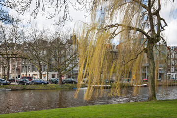 Willow on the canal coast. Morning Amsterdam - capital of the Netherlands - 407905930