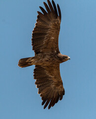large bird of prey flying