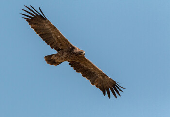 large bird of prey flying
