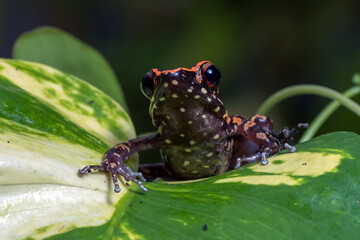 Spotted stream frog perched on a monstera leaf