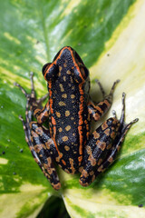 Spotted stream frog perched on a monstera leaf