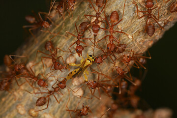 Group red ant attack yellow warp on tree in nature