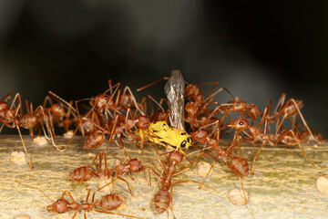 Group red ant attack yellow warp on tree in nature