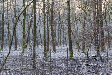 Fototapeta na wymiar Winter forest with trees covered with green moss and standing in icy water