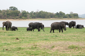 Fototapeta na wymiar Asian elephant with their babies eating at Minneriya National Park in Sri Lanka. Green landscape with a lake and many trees