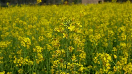 Obraz premium field of yellow flowers
