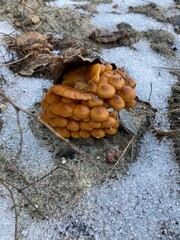 toadstools are inedible mushrooms grown in winter from under the snow in January