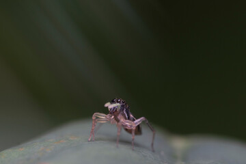 little jumping spider on a leaf