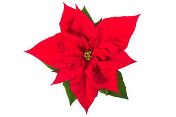A star-shaped Poinsettia (Euphorbia pulcherrima) isolated on white background. Star of Bethlehem flower top view. Fire flowers of the Holy Night