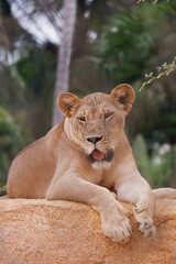 The Lion and its Saliva