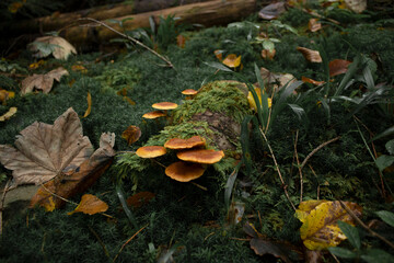 mushroom in autumn forest