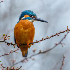 Eisvogel (Alcedo atthis) Männchen