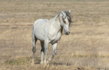 Obraz premium Majestic Wild Horse in Spring in the Utah Desert