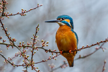 Eisvogel (Alcedo atthis) Männchen