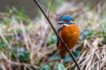 Eisvogel (Alcedo atthis) Männchen