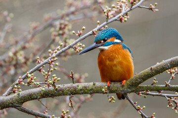 Eisvogel (Alcedo atthis) Männchen