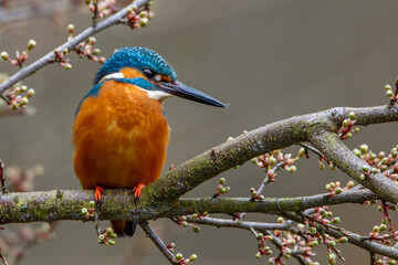 Eisvogel (Alcedo atthis) Männchen