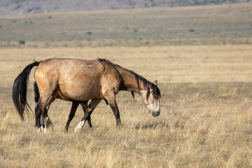 Majestic Wild Horse in Spring in the Utah Desert