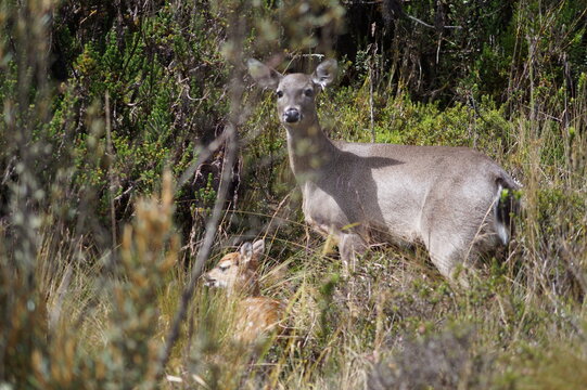 Un Venado A Lo Lejos