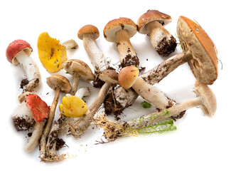 Edible forest mushrooms. Mushrooms collection.