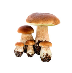 Forest mushrooms - Boletus edulis, isolated on white.