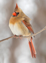 Northern Cardinal female sitting on a branch in winter, Quebec, Canada