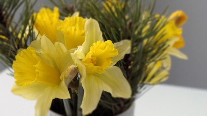 first spring greetings - yellow daffodils in a vase