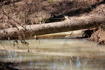 Log Fallen across a Creek