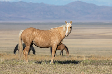 Obraz na płótnie Canvas Majestic Wild Horse in Spring in the Utah Desert